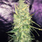 Semi femminizzati Trans Siberian Auto