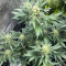Trainwreck Fast Version (Herbies Seeds)