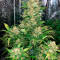 Bubblegum Autoflower (Herbies Seeds)