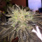 Golosa Early Version Seeds