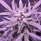 60 Day Lemon Seeds