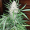 Amnesia Seeds (Seedstockers)