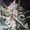 Auto Purple strain