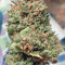 Cheese feminized seeds (Big Buddha Seeds)