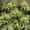 Black Jack Seeds