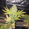 Graines de cannabis CBD Blue Shark (Barney's Farm)