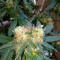 Chemdawg Seeds (Humboldt Seeds Organization)