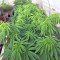 Congo x Kali China Seeds