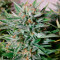 Graines de cannabis Fast & Vast Auto (Heavyweight Seeds)