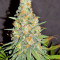 Graines féminisées de Gorilla Cookies (Big Head Seeds)