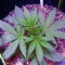 Gorilla Seeds (00 Seeds)