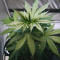 La Diva Auto Seeds