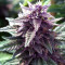 Lavender regular (Soma Seeds)