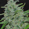 Malawi Breeders Pack regular (Ace Seeds)