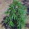 Mind Can'trol (Dr. Krippling Seeds)
