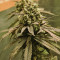 NYC Diesel Seeds