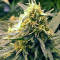 Pineapple Express #2 strain