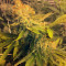 Semillas feminizadas Pineapple Express (G13 Labs)