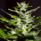 Graines de cannabis Pure Africa (Original Sensible Seeds)