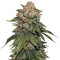 Graines de cannabis Sherbet (Seedstockers)