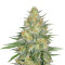 Sweet Cheese XL Auto (Sweet Seeds)
