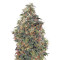 Sweet Mango Auto (GHS)