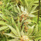 Dozy Cake Feminized Seeds (AlphaFem Seeds)