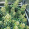 Dozy Whale Seeds (AlphaFem Seeds)