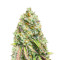 Sementes feminizadas Gorilla Cookies (Seedstockers)
