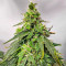 เมล็ด Gorilla Purple Autoflower (EGS)