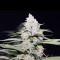 Graines de cannabis Jack Herer (Blackskull Seeds)