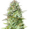 Kosher Cake Auto Seeds