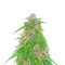 Panama (Herbies Seeds)