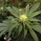 LSD Seeds - Cannabis Strain Seeds for Sale