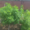 LSD Seeds - Cannabis Strain Seeds for Sale