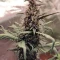 Vente de graines de cannabis LSD-25 Auto (Fast Buds)