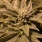 Blackberry Moonrocks Seeds (AlphaFem Seeds) - Cannabis Strain Seeds for Sale