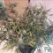West Coast O.G. Seeds