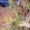 Semi di cannabis fem Gelato Auto in vendita