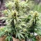 Godzilla Cookies Auto จาก Herbies Seeds