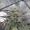 Compre sementes feminizadas Runtz da Seedstockers