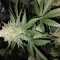 Amnesia Lemon Kush Seeds (Original Sensible Seeds) - Cannabis Strain Seeds for Sale
