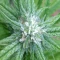 Money Maker Seeds - Cannabis Strain Seeds for Sale