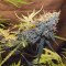 Vente de graines de cannabis Auto Glueberry O.G. (Dutch Passion)
