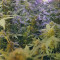 Lemon Skunk จาก GHS