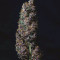 Buddha Purple Kush Auto feminized seeds for sale: information and reviews