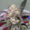 Vente de graines de cannabis Wedding Glue Auto (Fast Buds)