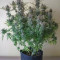 Hindu Kush Automatic feminized seeds for sale