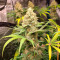 Blue Dream Seeds (Garden of Green) - Cannabis Strain Seeds for Sale
