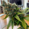Runtz Gum Seeds - Cannabis Strain Seeds for Sale